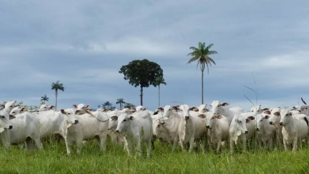 Estudo demonstra a importância da rastreabilidade da carne na redução dos desmatamentos na Amazônia