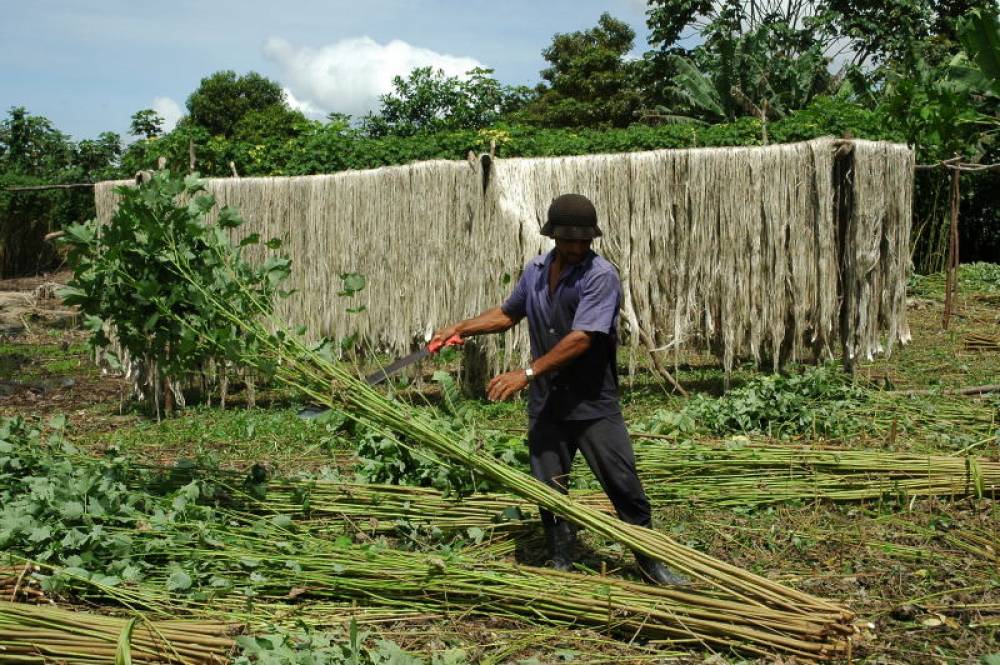 Bioeconomia – Em 10 anos, cadeia de fibra de malva no Pará capturou mais de 18 mil toneladas de CO2 da atmosfera