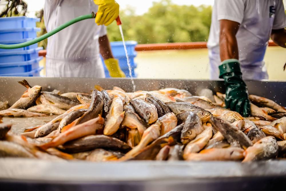 Pará é destaque no mercado de pesca e aquicultura